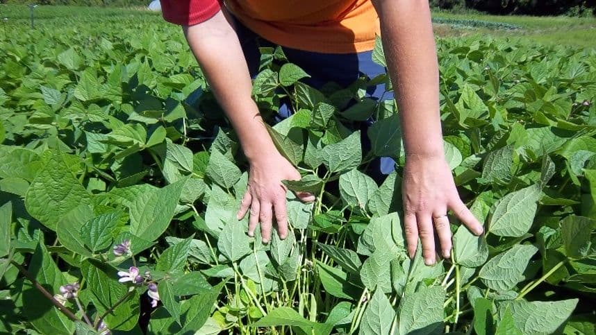 SC: Feira da Agricultura abrirá aos sábados