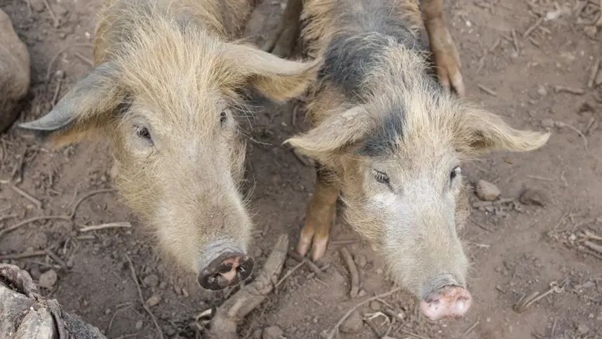Milho moído mais fino alimentar melhor os porcos