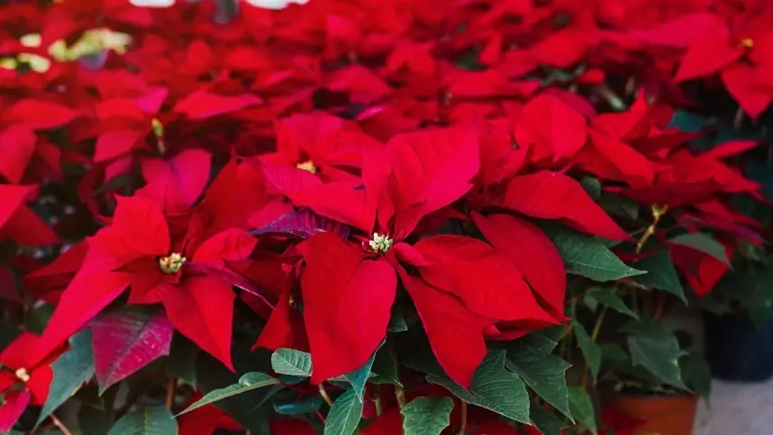 Natal alavanca venda de flores
