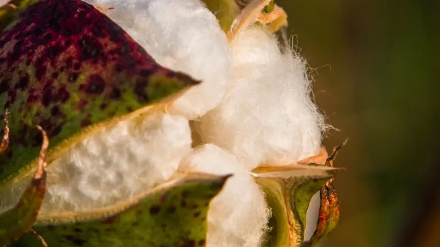 Área plantada de algodão sofre queda nos Estados Unidos