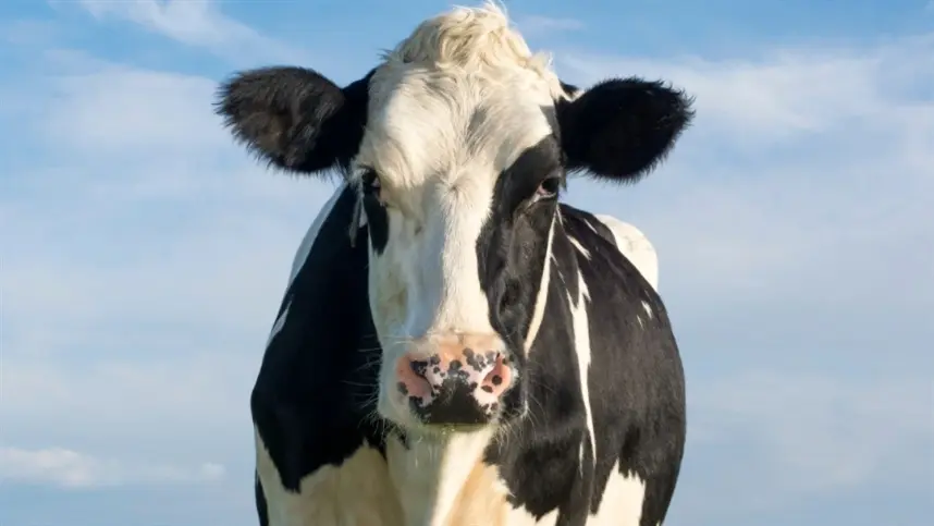Superbactéria do gado pode contaminar humanos, diz estudo