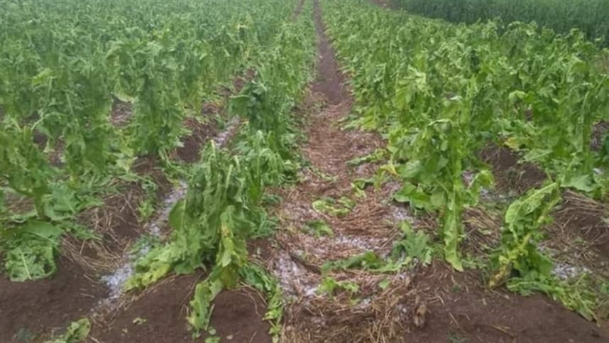 Granizo atinge lavouras de tabaco no Sul