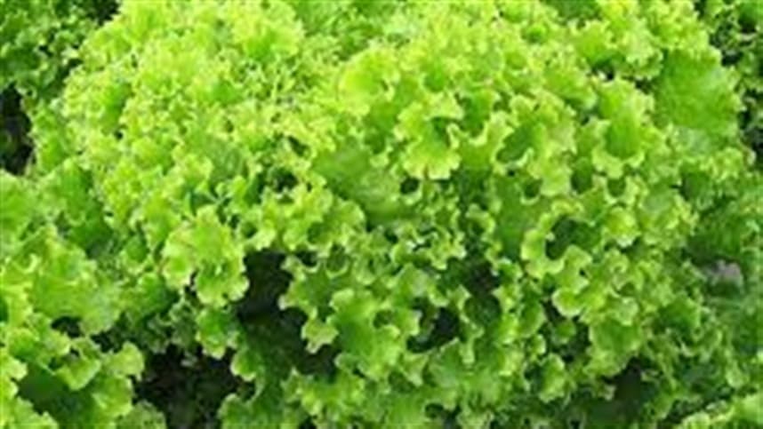 Clima afeta preços das hortaliças e frutas em São Paulo, aponta Faesp