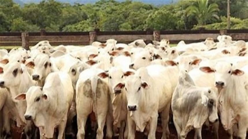 A detecção ocorre em fase sensível para frigoríficos e produtores