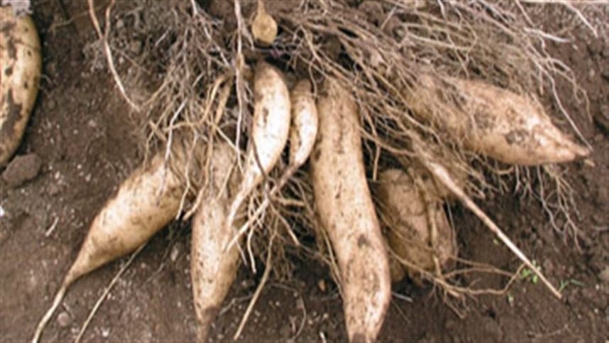 Batata com sabor de fruta