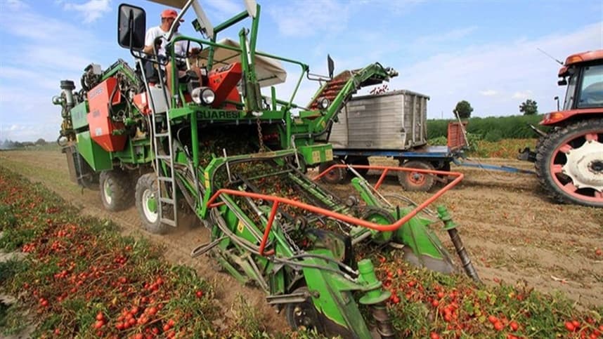 Colheita mecanizada facilita cultivo de tomate