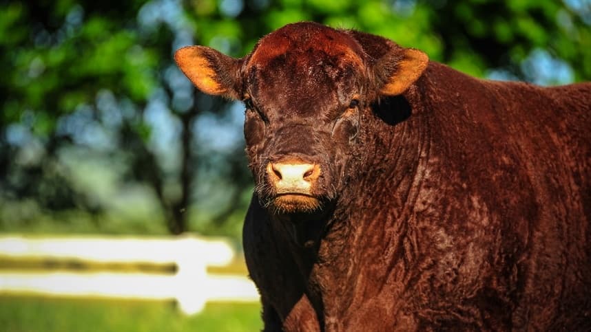 Liberação do trânsito de animais impulsiona Devon