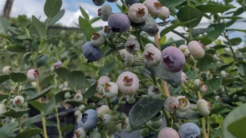 “A gente não tinha irrigação no momento em que a fruta realmente precisava"