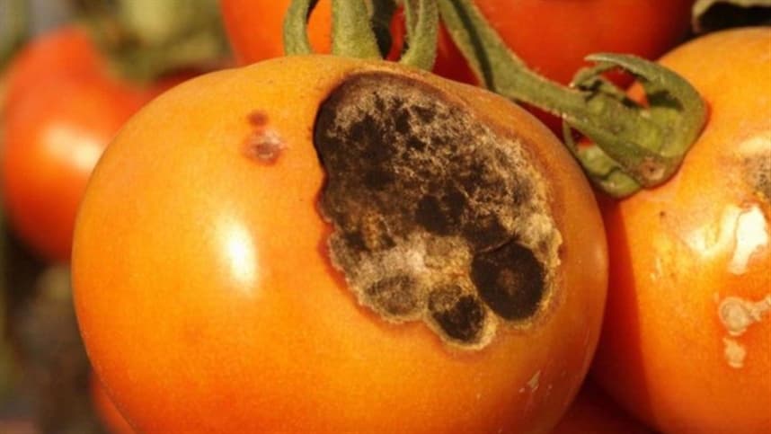 Como controlar a alternaria em tomate e saber os principais sintomas?