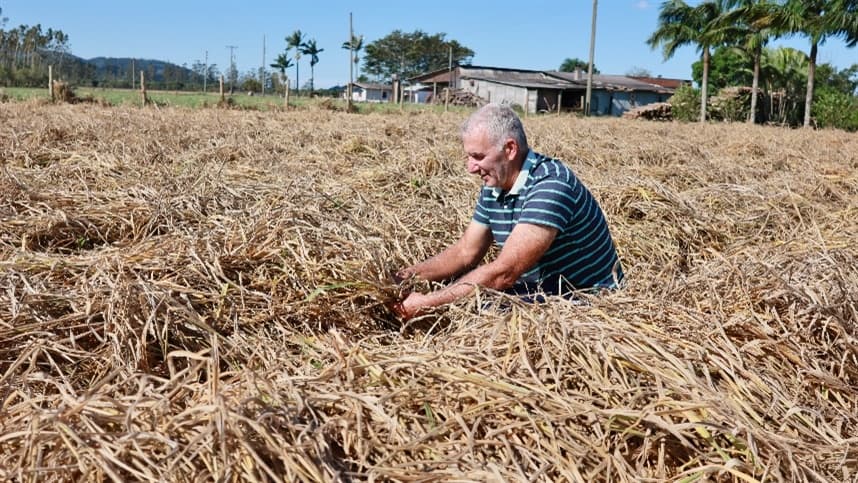 Fumicultores enfrentam ameaça do mofo-branco