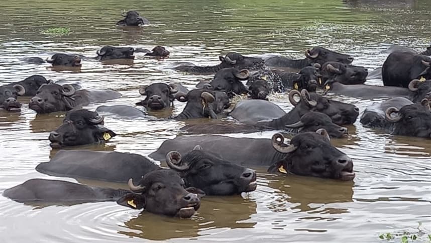 Búfalas de leite da raça Murrah serão tema do Dia de Campo organizado pela Ascribu