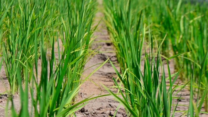 Arroz vermelho: ecofisiologia e estratégias de controle