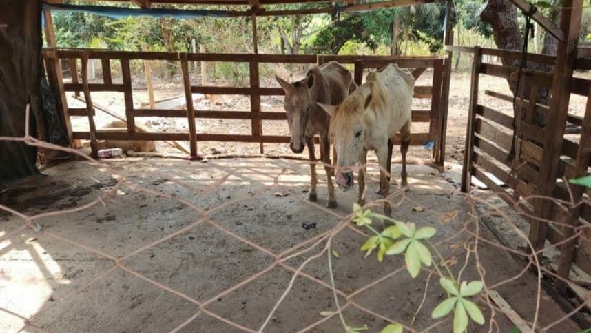 Ação fecha frigorífico de carne de cavalo