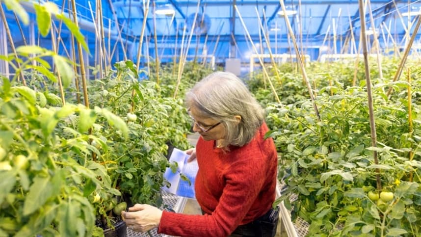 Tomate promete resistir pragas e conter doenças