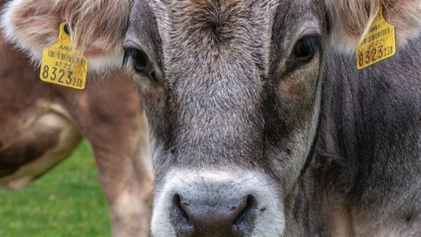 Entidade responde BBC sobre reportagem de vacinas de saúde animal