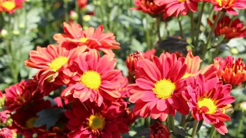RS: projeto estimula produção de flores na Serra