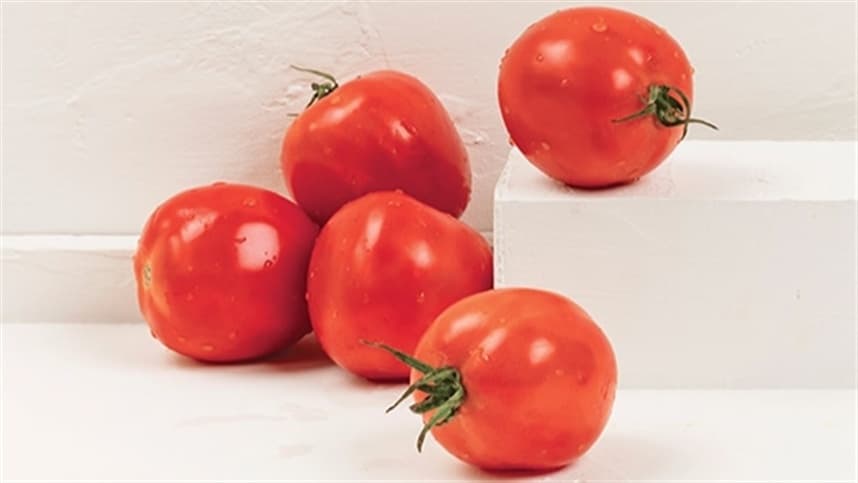 Bactérias encontradas em recifes de corais podem combater doenças do tomate