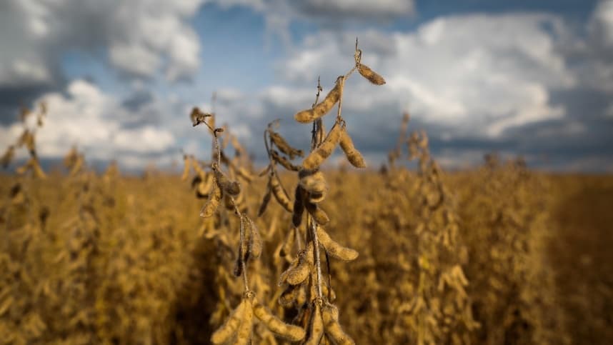 Bunge quer participação minoritária da Pantanal Agrícola
