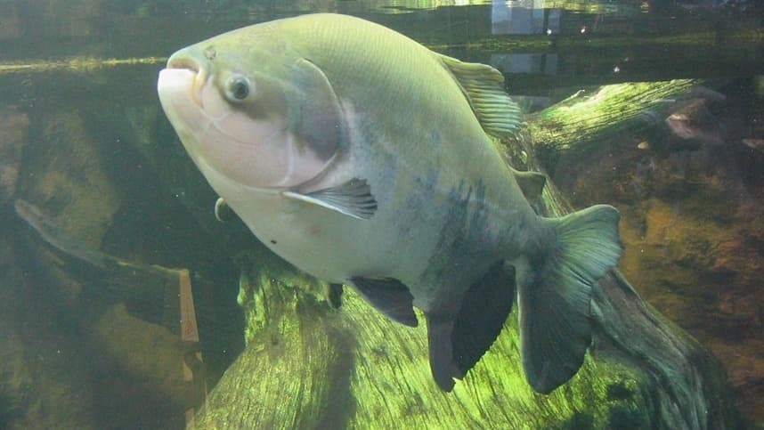 Chuvas e queda de temperatura afetam piscicultura e pesca