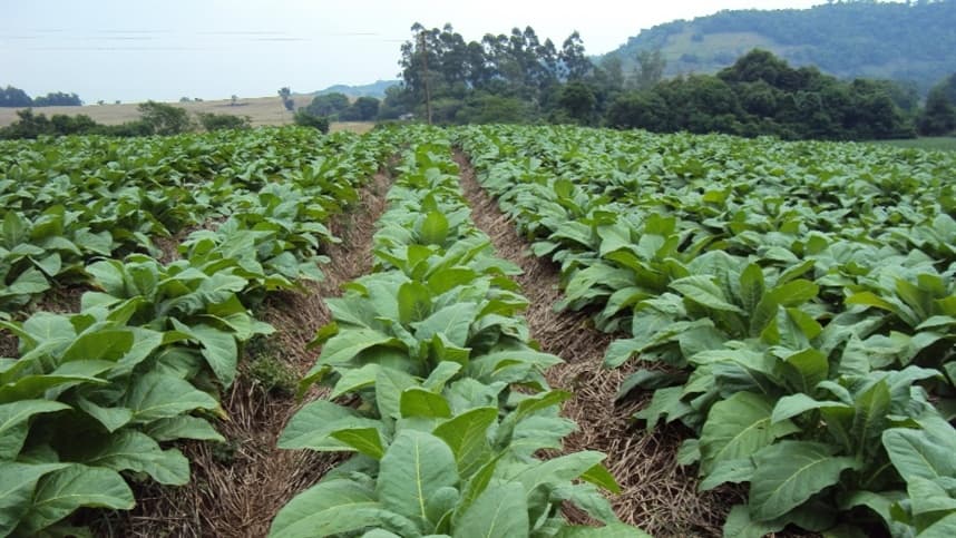 Cresce o uso de cultivo conservacionista para proteger o solo