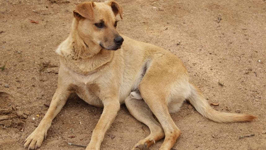 Hercosul dá dicas para os tutores com pets em casa durante o isolamento social