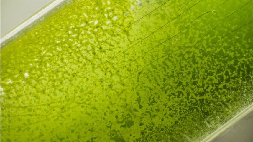 Biofertilizantes de microalgas vão explodir