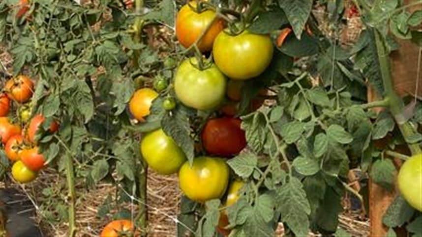 Manejo integrado reduz danos da mosca-branca no tomate