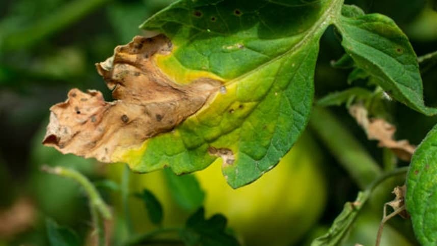 O que é requeima no tomate?