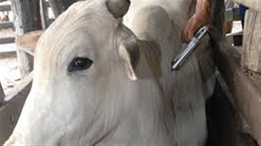 Coordenadoria de Agricultura de Ijuí acredita que inadimplência contra aftosa deve ter mais redução