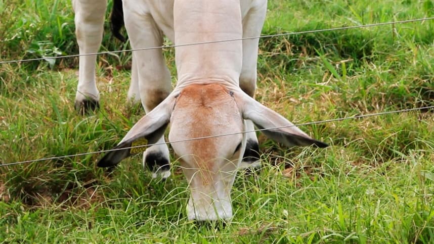 TO faz controle da raiva dos herbívoros