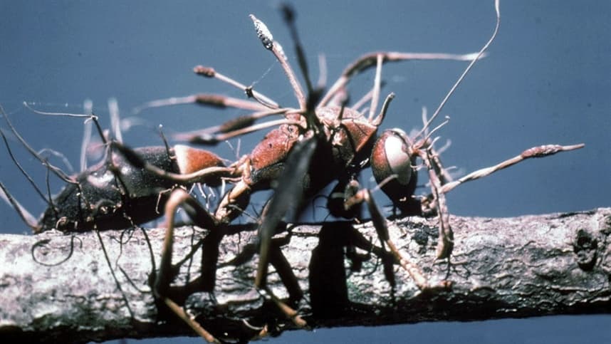 Fungo pode contaminar e controlar humanos?