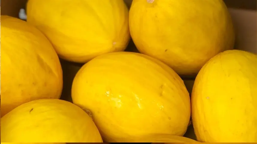 MELÃO: Preços do amarelo caem 26% na semana