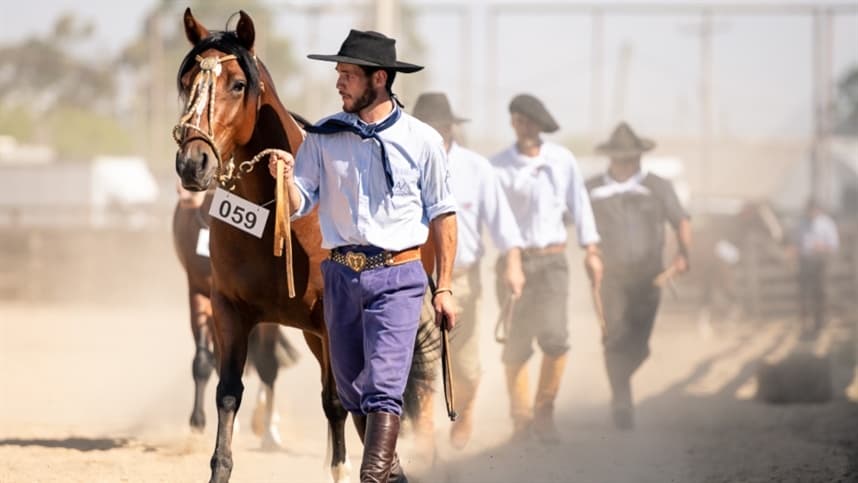 Outonal classificará novos exemplares para a Morfologia do Cavalo Crioulo