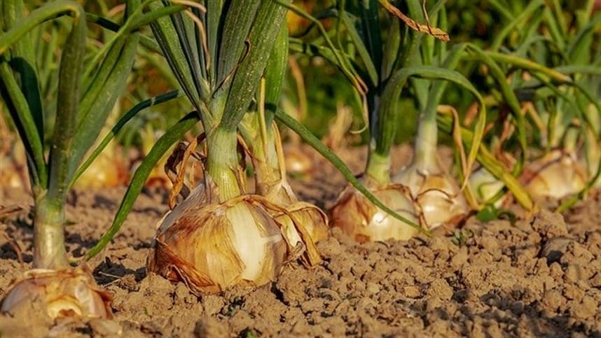 MG: excesso de oferta reduz preços da batata e cebola
