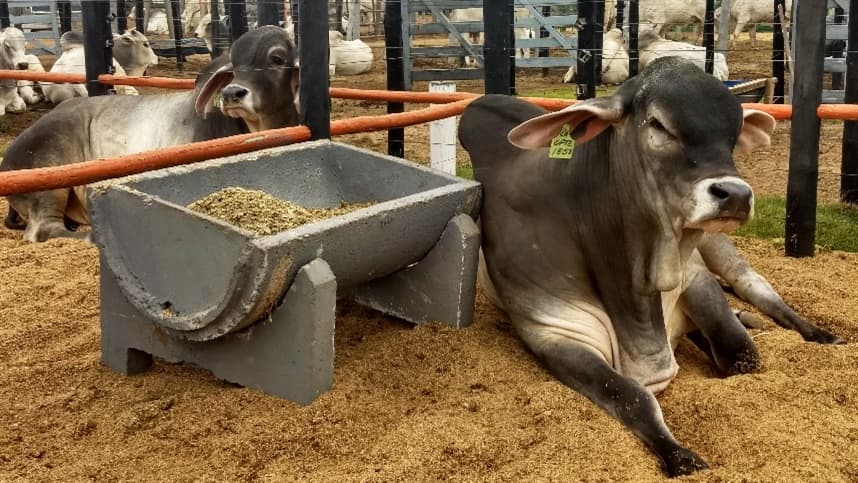 Boi gordo caiu em São Paulo e em mais dezessete praças