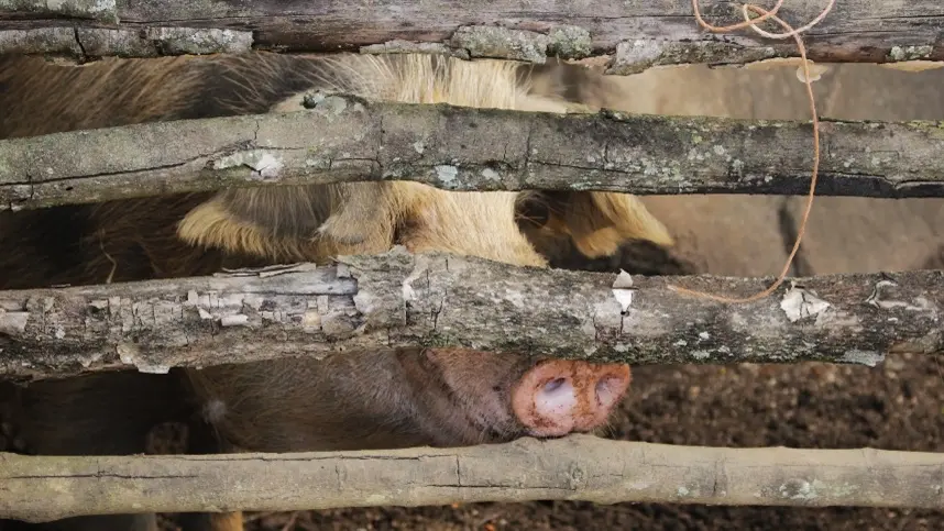 MS: produção de suínos cresce 70%