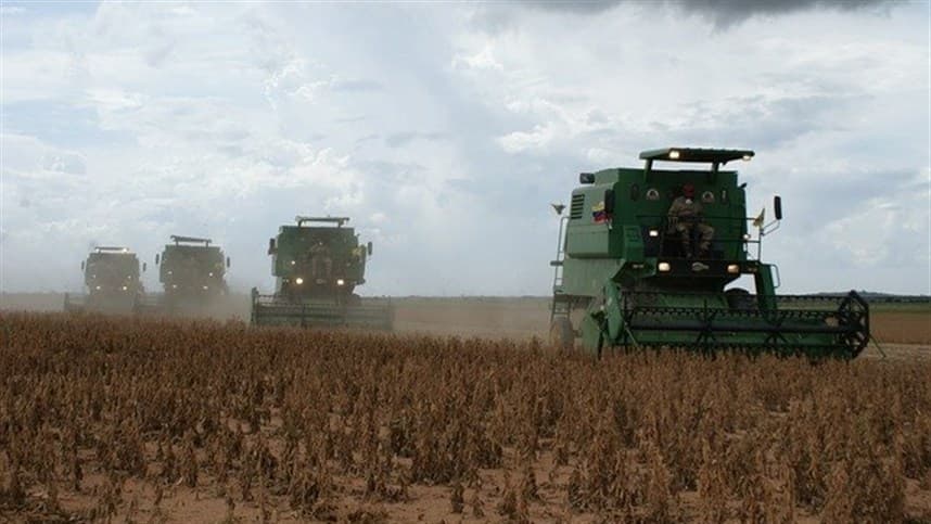 Pressão externa e safra recorde: preços do milho seguem em queda no Brasil