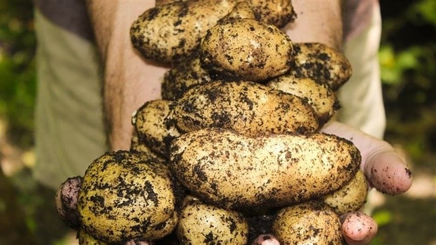Cultivares de batata