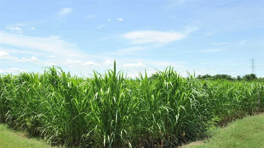 Florescimento pode influenciar momento de colher a cana
