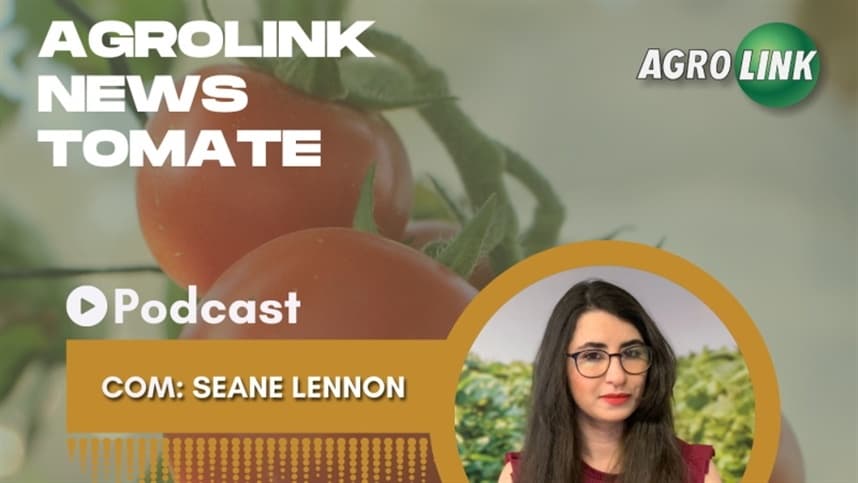 A produção de tomate com energia geotérmica