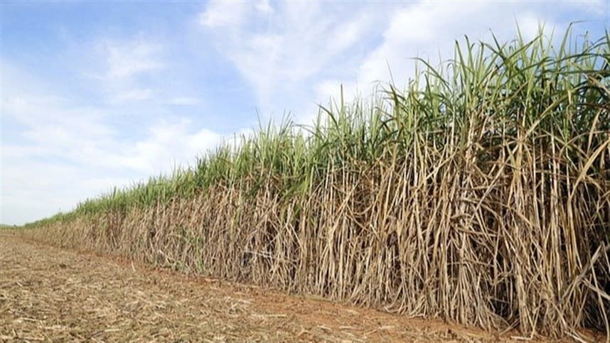 Os derivados da cana-de-açúcar representam 36,6% da energia renovável de SP