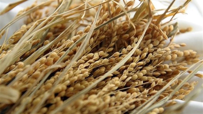 Avanço na semeadura e tarefas culturais do arroz no Rio Grande do Sul