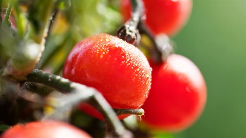 O tomate, por exemplo, gera subprodutos como óleo de sementes