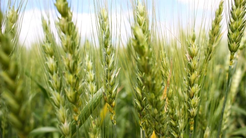 Abitrigo é contra trigo geneticamente modificado
