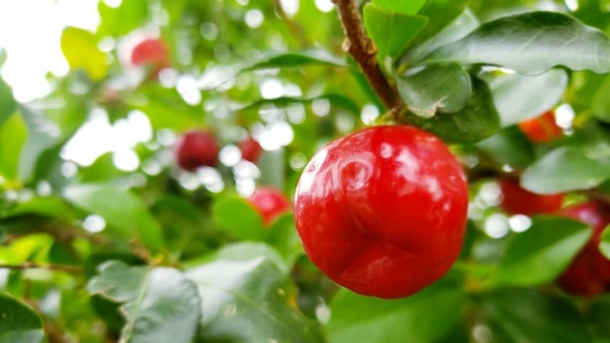 Acerola: guia prático orienta produtores do plantio à colheita