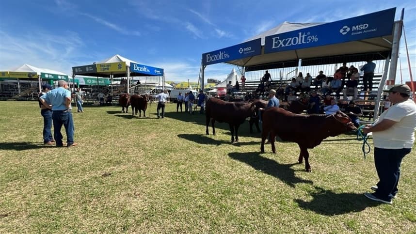48ª Expointer: participação de outros estados marca julgamento da raça Santa Gertrudis