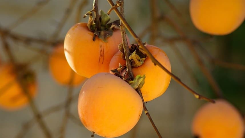 Produtores de caqui planejam próxima safra