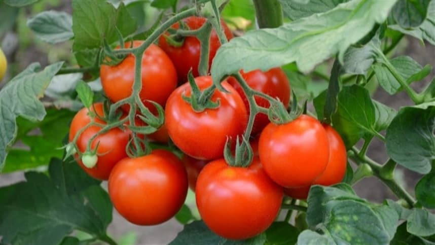 Mercado sustenta expectativa de valorização do tomate