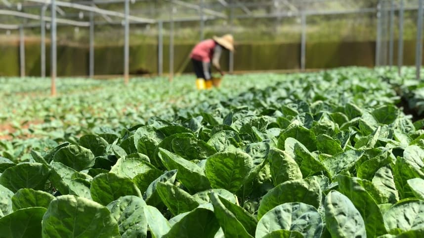 Taxa de formalidade no agro alcançou 40,1%