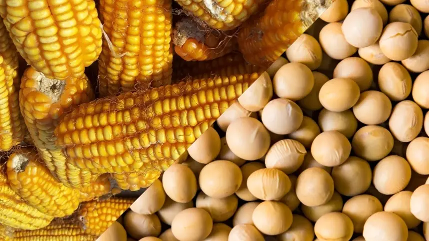 Comercialização da soja chega a 51,6% da produção esperada